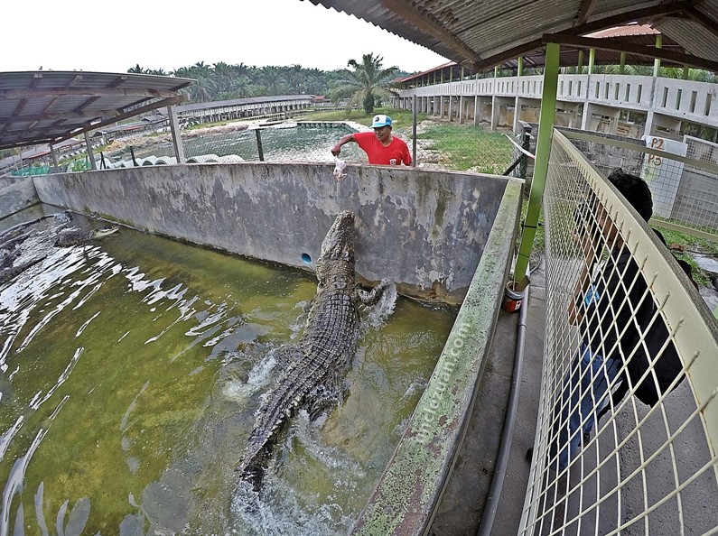 Apa nak buat di taman buaya