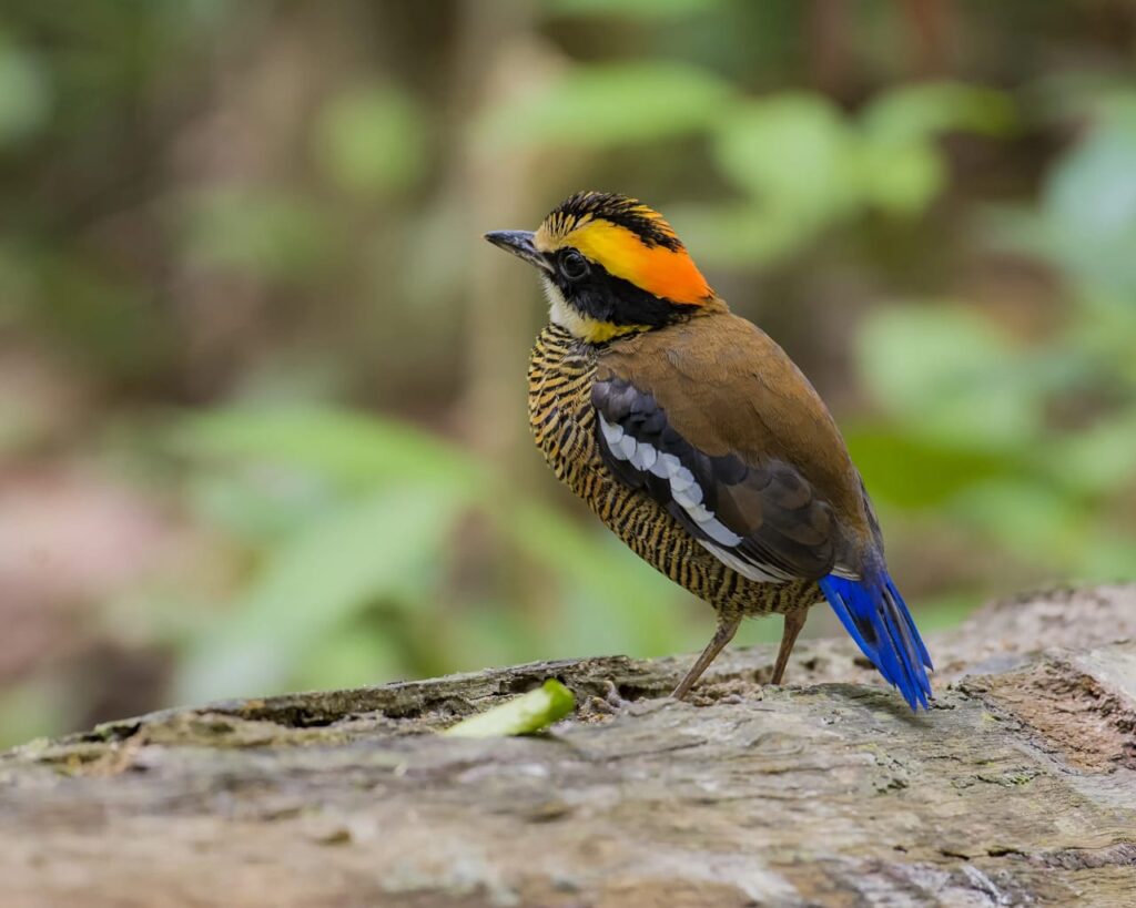 burung langka di danum valley conservation area