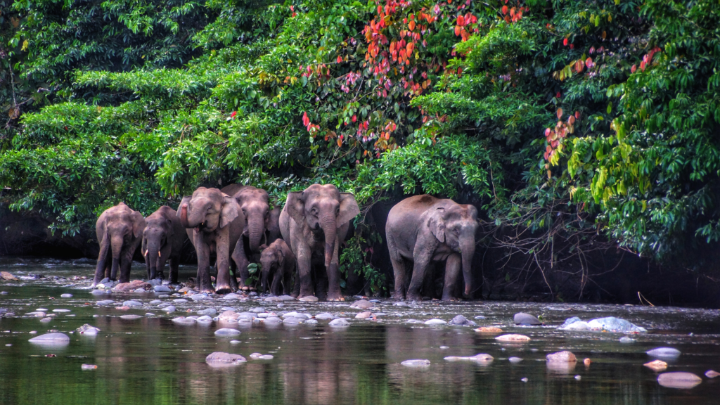 gajah liar di danum valley