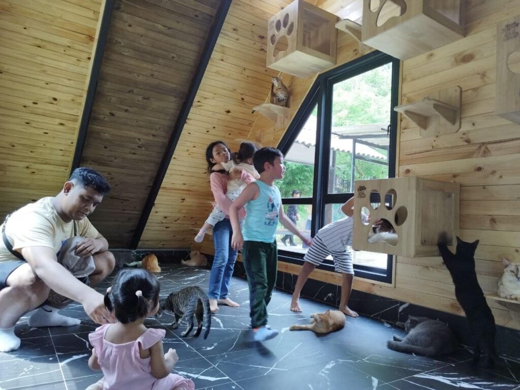 interaksi kucing