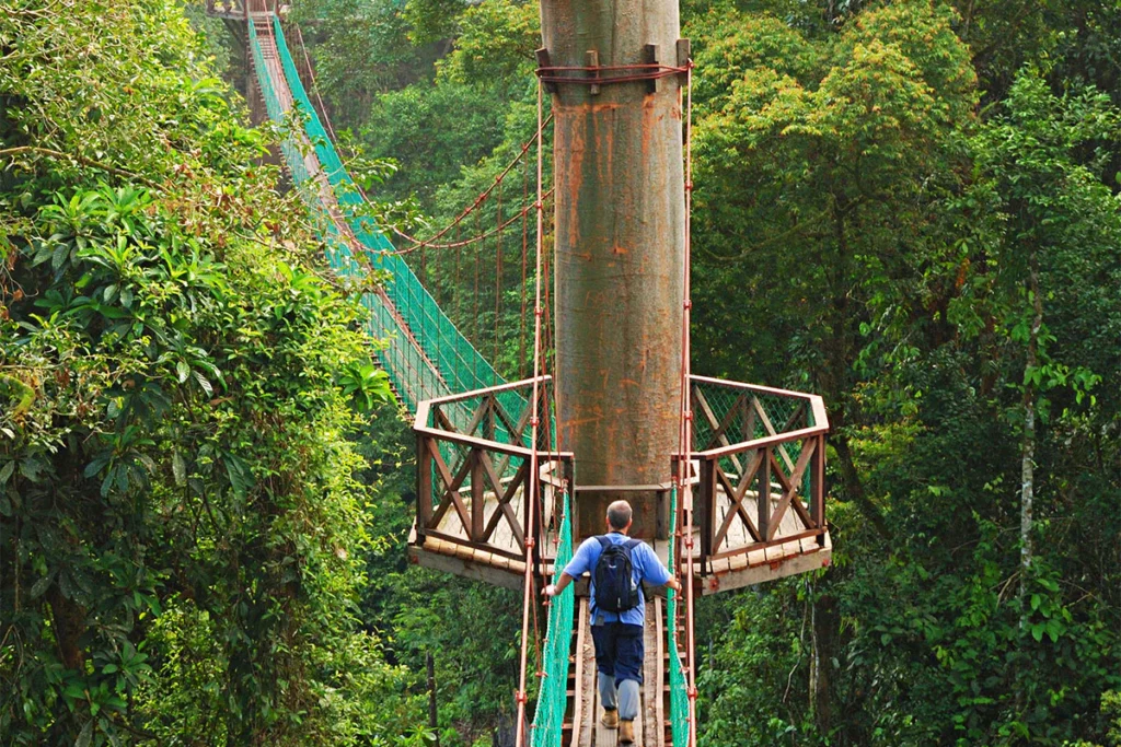 jalur kanopi danum valley