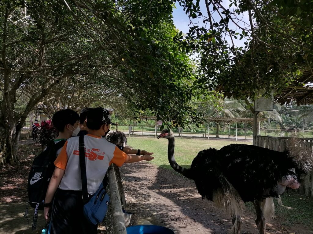 kasih makan burung unta