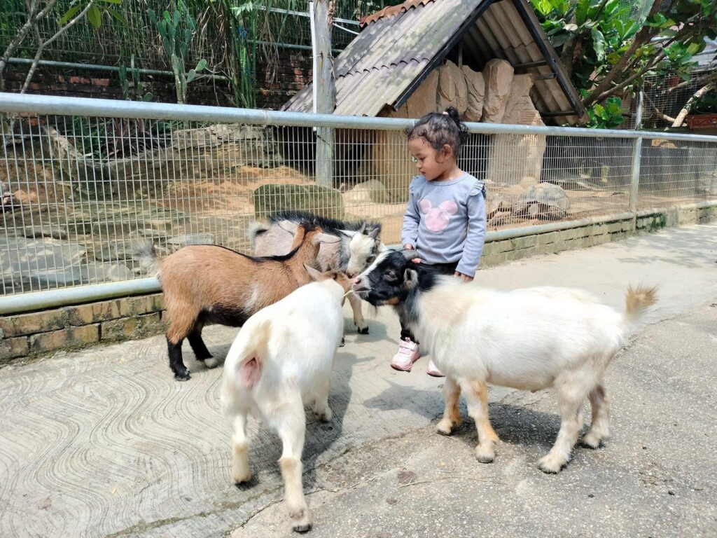 kasih makan kambing