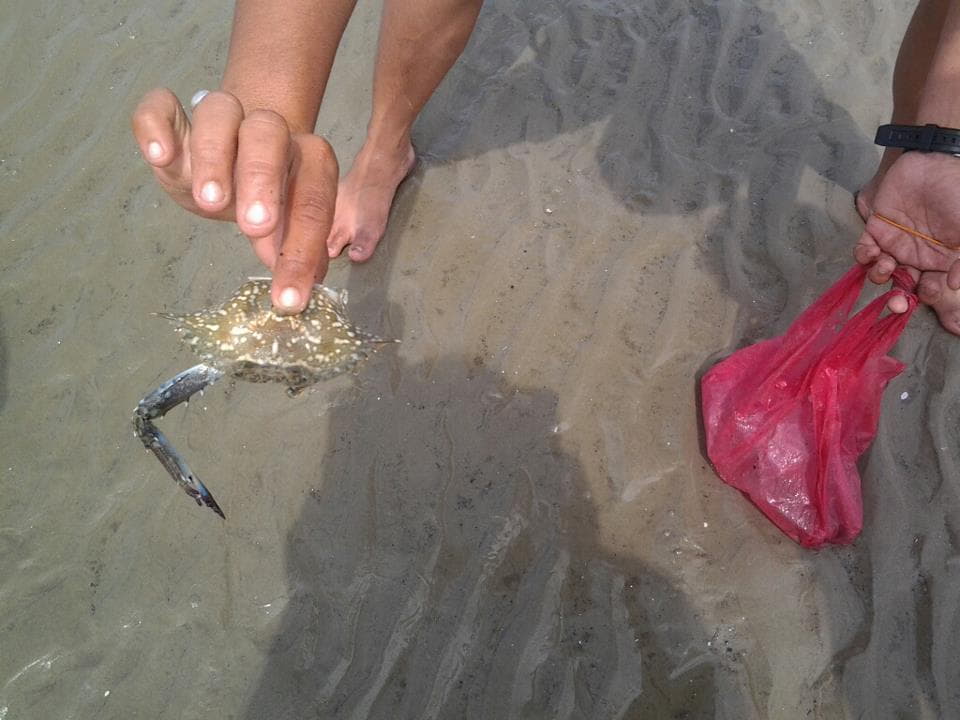 ketam pantai morib