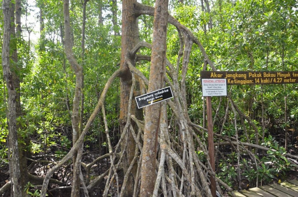 lokasi taman tanjung piai