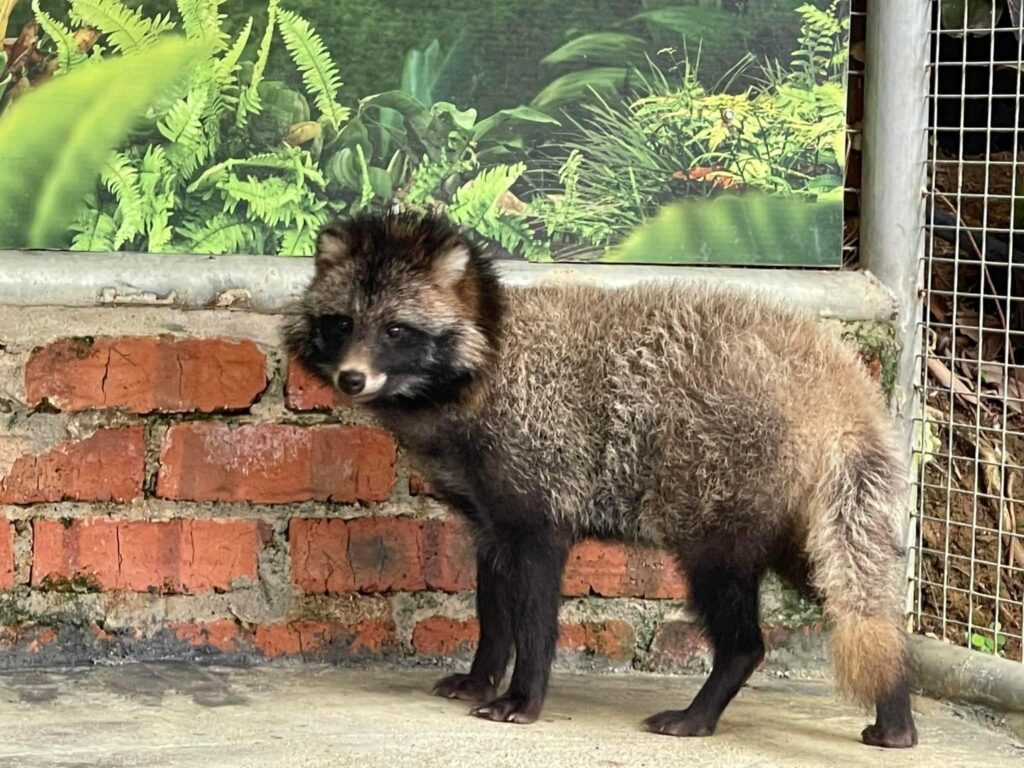 musang eksotik