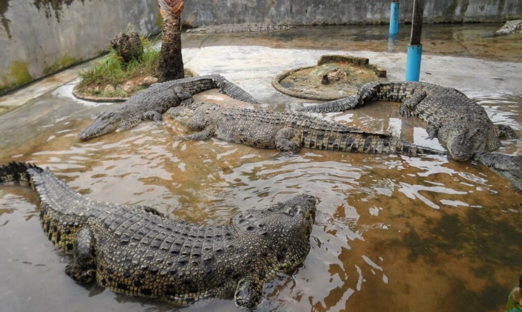 taman buaya terbesar di malaysia