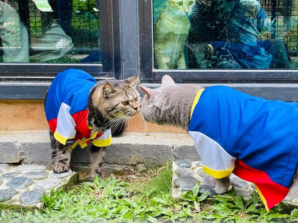 tarikan G2G animal garden