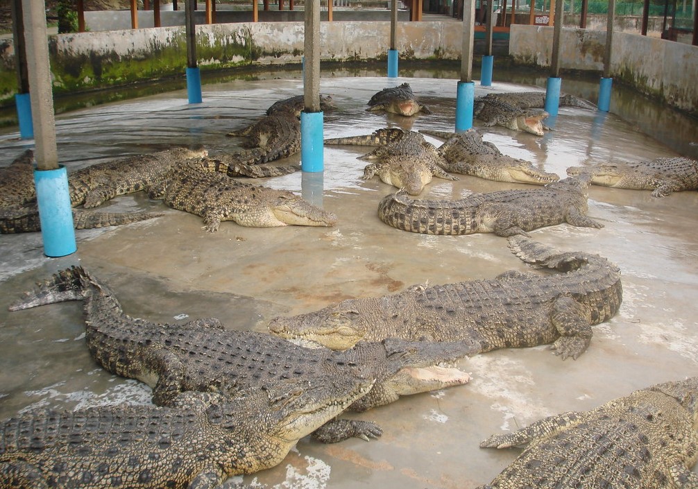 waktu operasi taman buaya teluk sengat