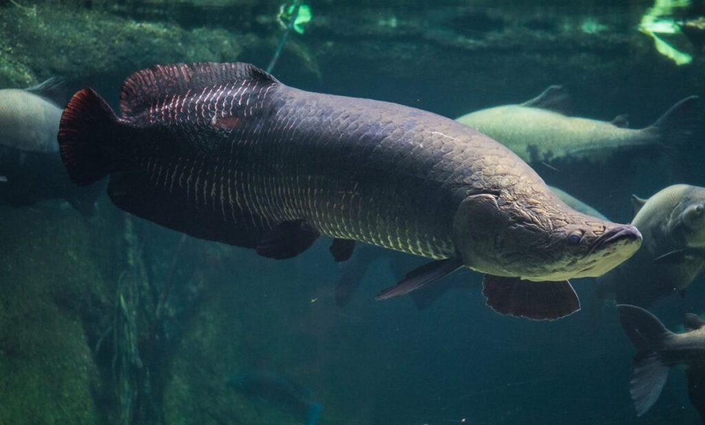arapaima jongs park