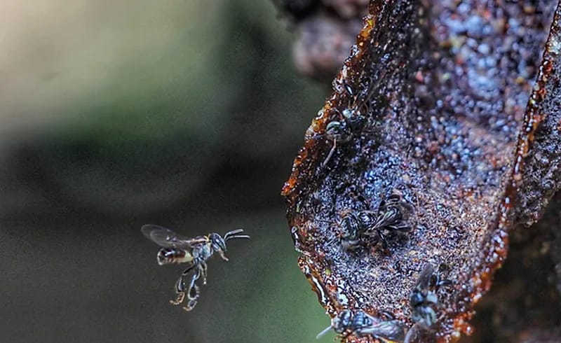 bee farm