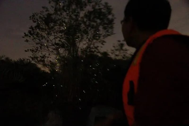 firefly watch