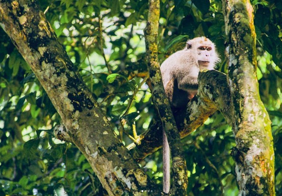 habitat flora dan fauna bukit tawau