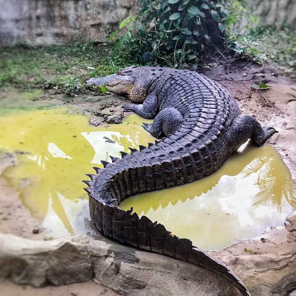 harga tiket jong's crocodile farm