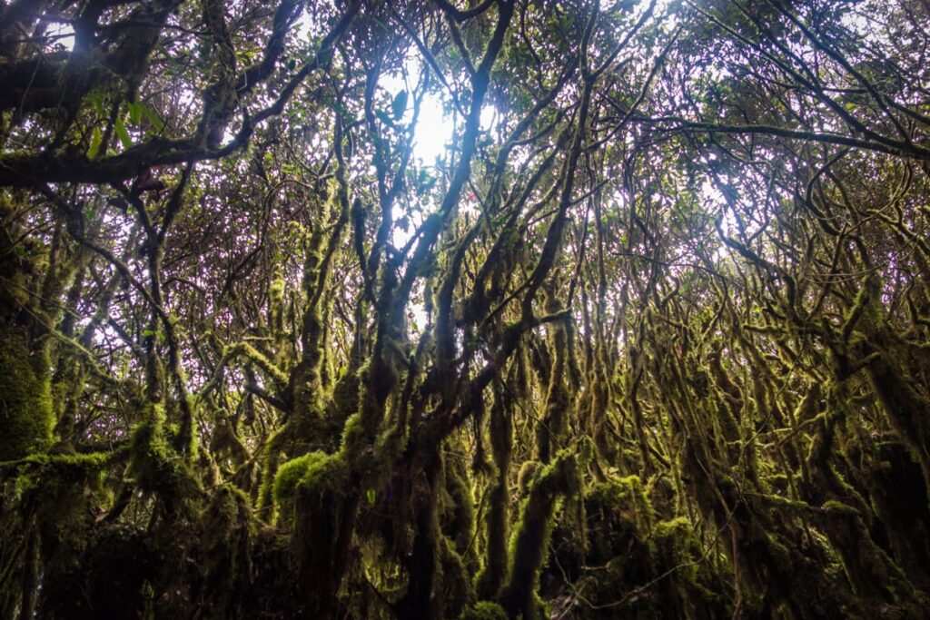 hutan gunung irau