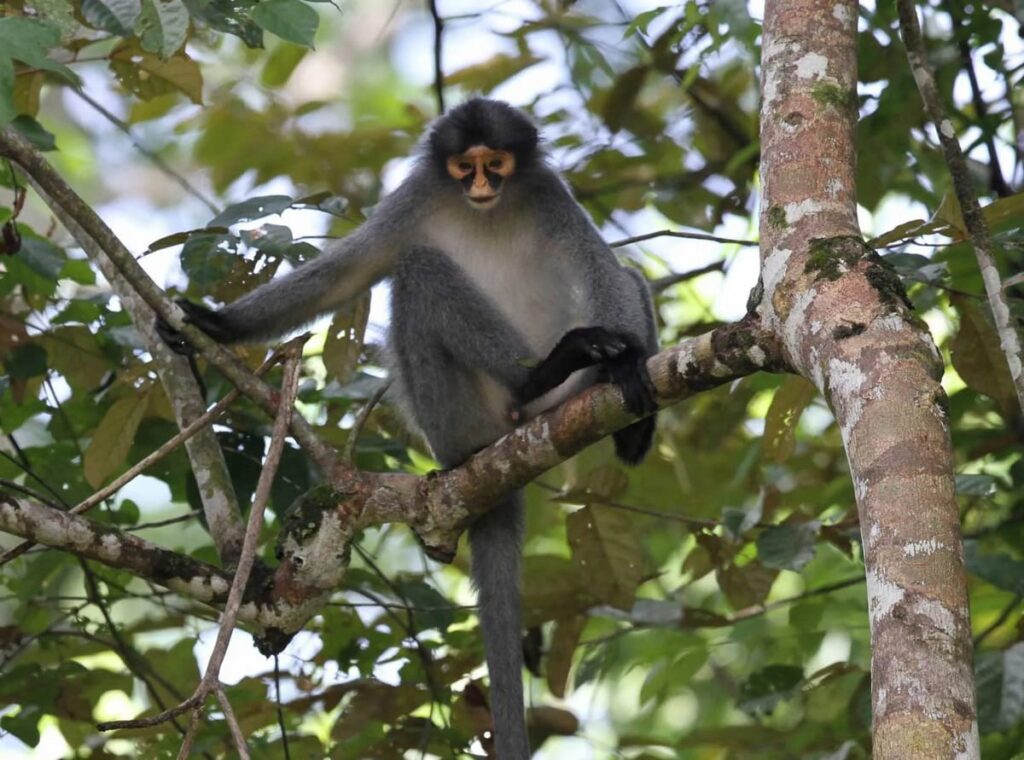 laluan tabin wildlife reserve