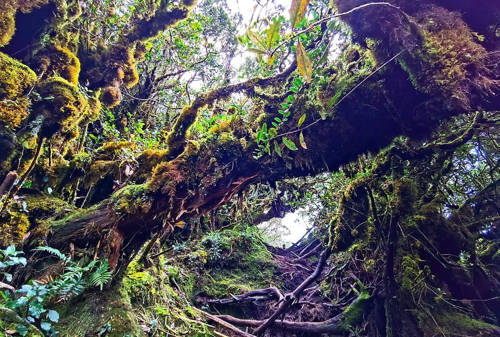 lokasi gunung irau