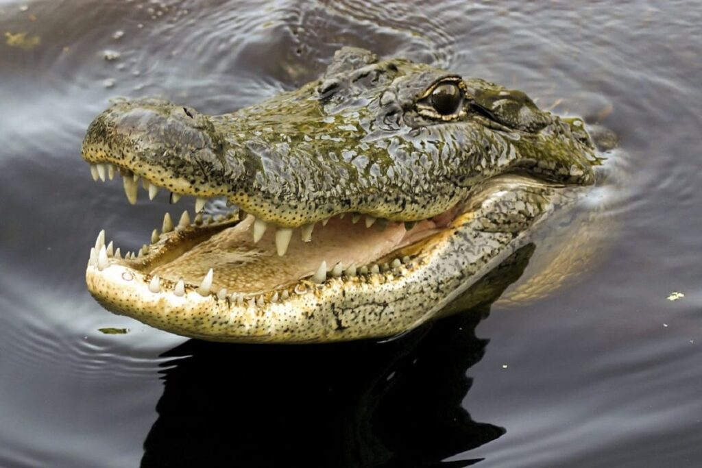 lokasi jongs crocodile