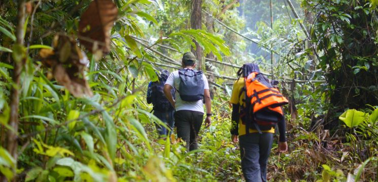 mataking island forest