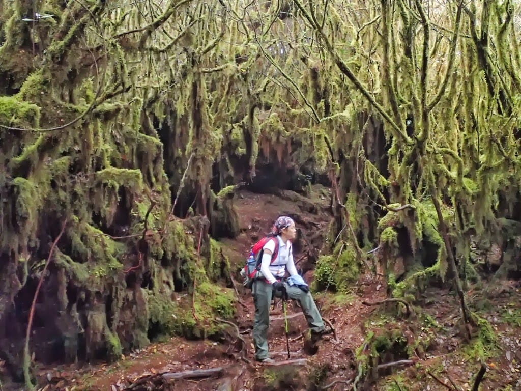 mendaki gunung irau
