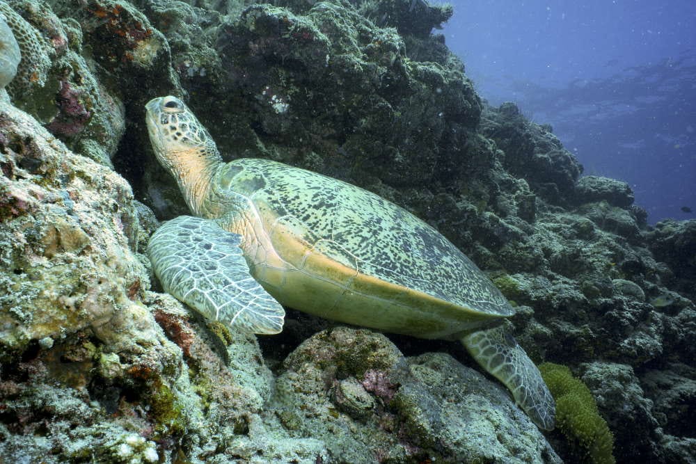 penyu mataking island