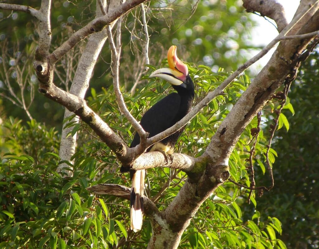 tabin bird watching