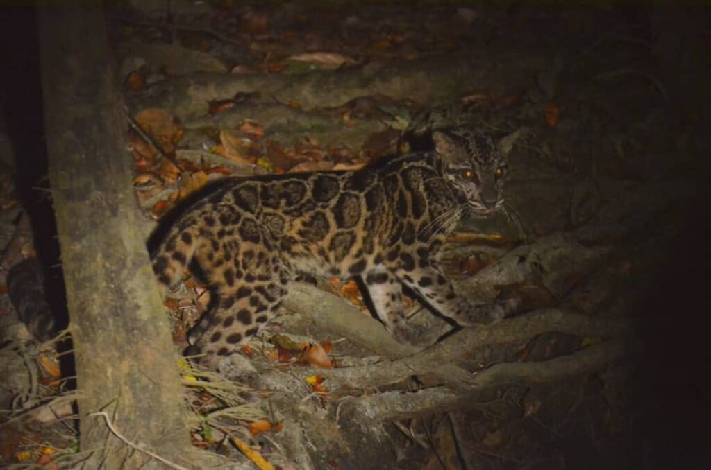 tabin wildlife night safari
