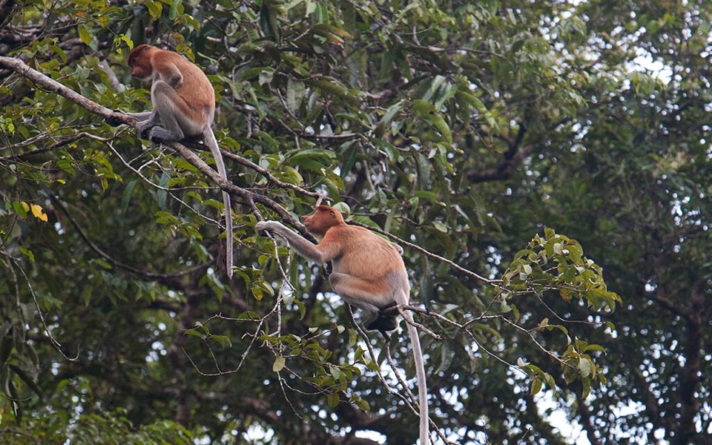 tarikan kuching national park