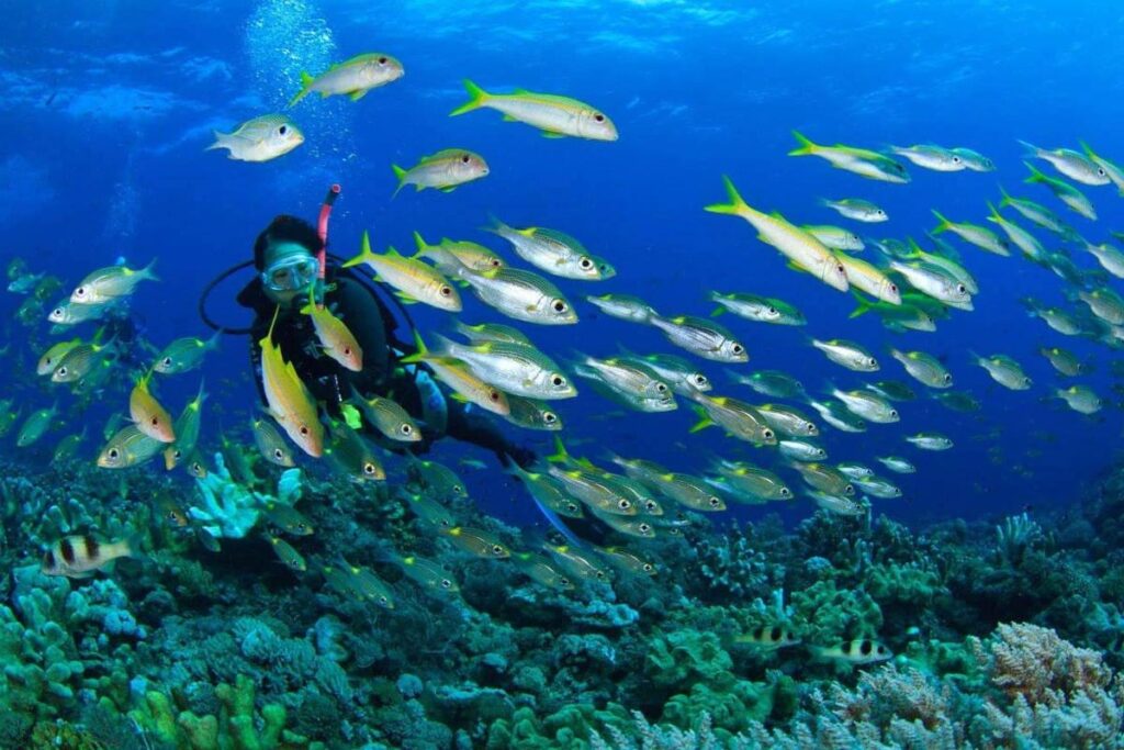 tarikan layang layang island