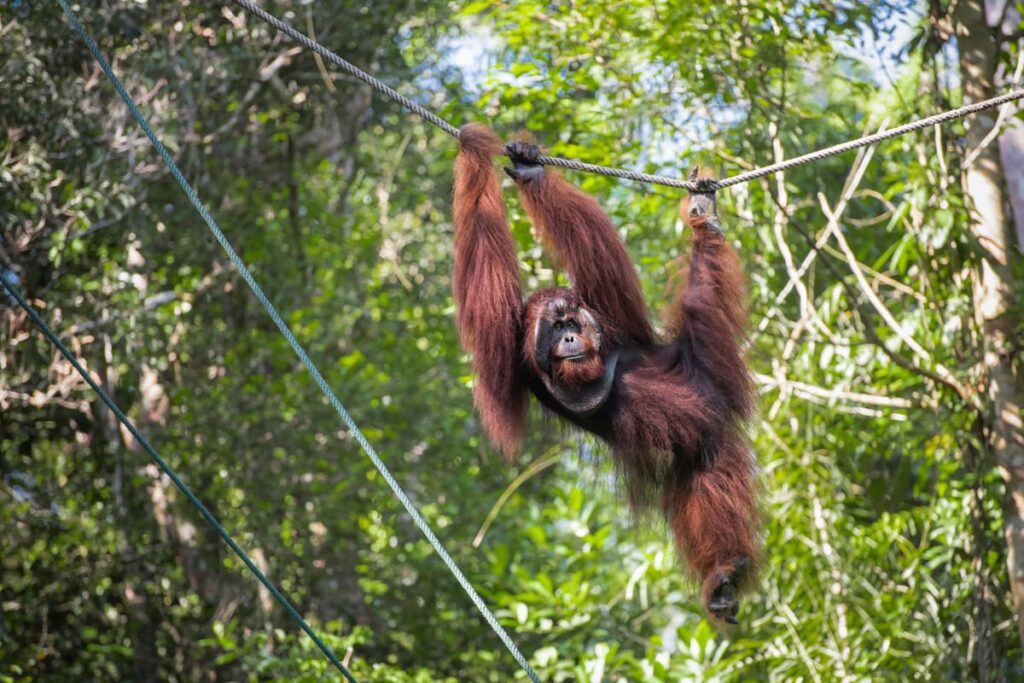 tarikan semenggoh reserve