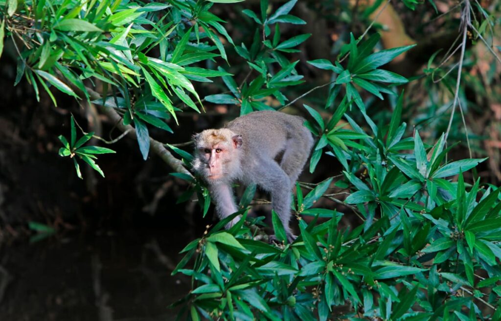 tarikan tabin wildlife