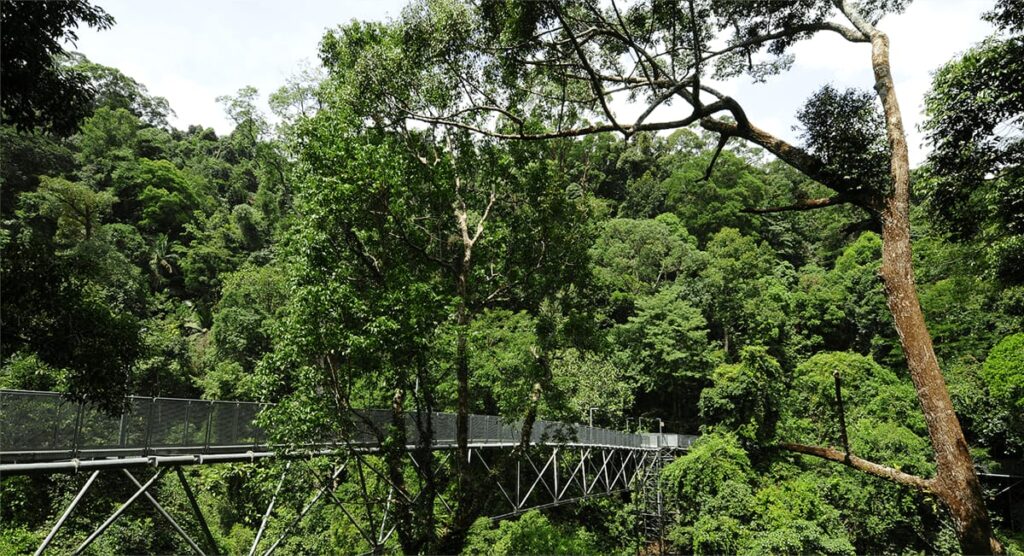 tarikan tree top walk sungai sedim