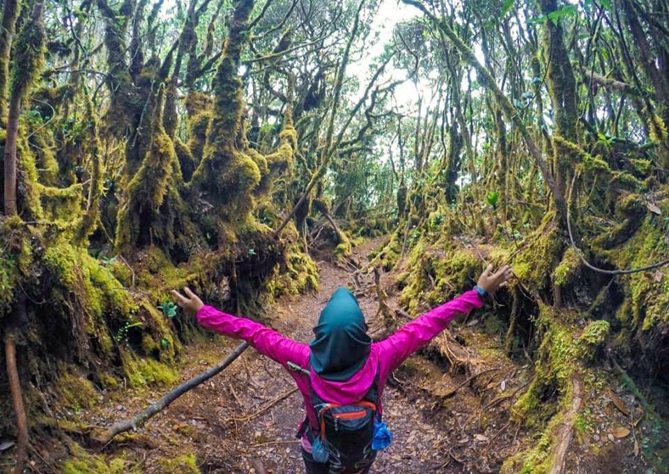 trek irau mount