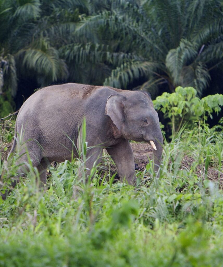 waktu operasi tabin wildlife