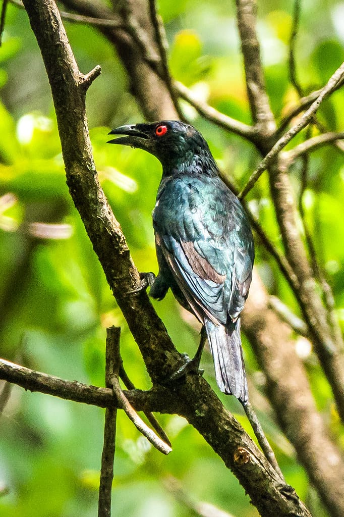 binatang kinabalu wetlands centre