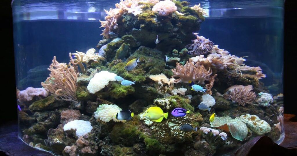 blue coral aquarium kl tower