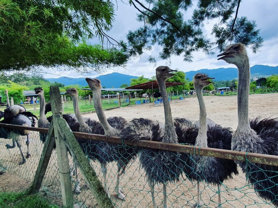 harga tiket ostrich wonderland semenyih