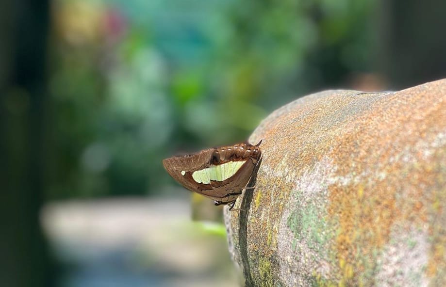 lokasi kuala lumpur butterfly park