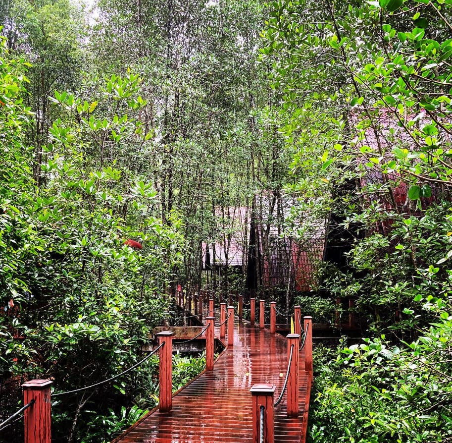 lokasi matang mangrove forest reserve