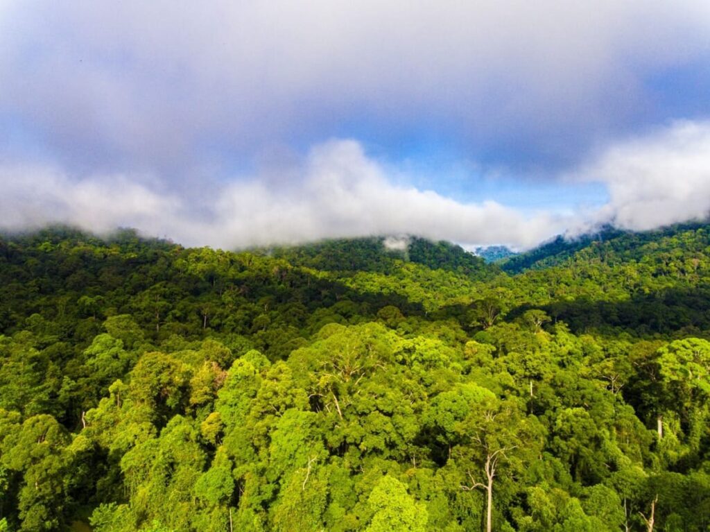 tarikan maliau basin