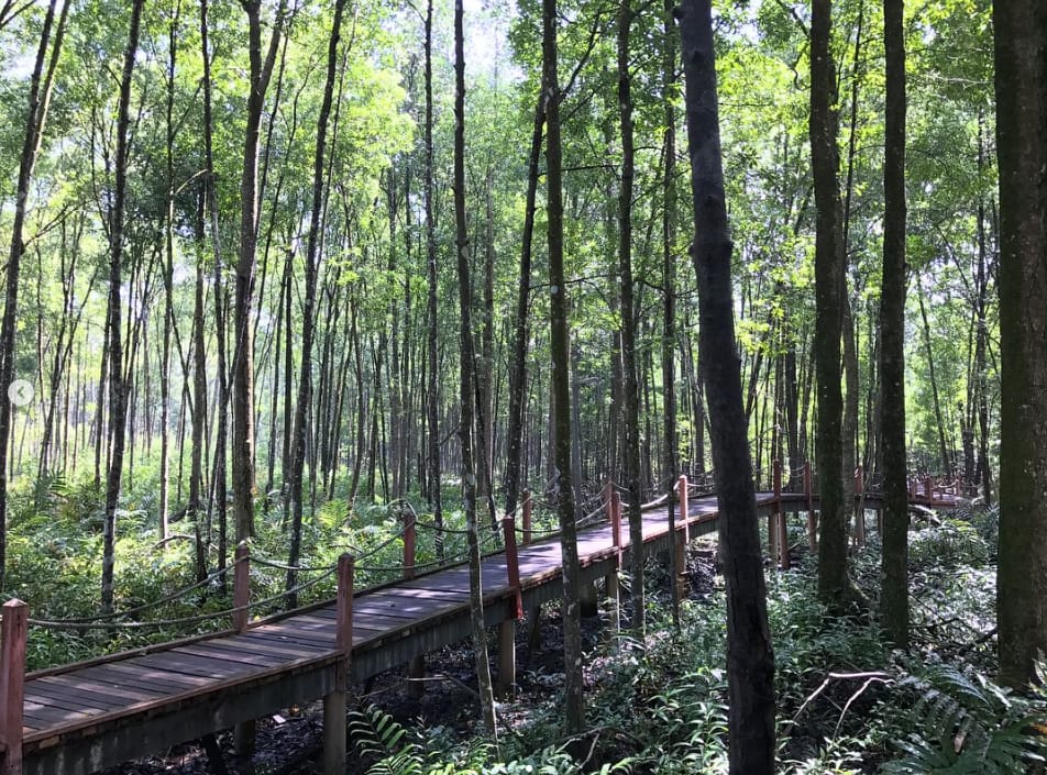 tarikan matang mangrove forest reserve