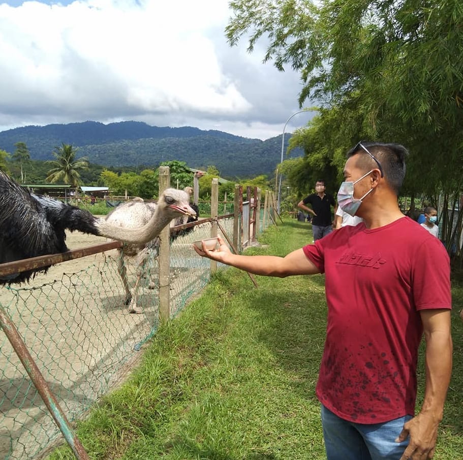 tarikan ostrich wonderland