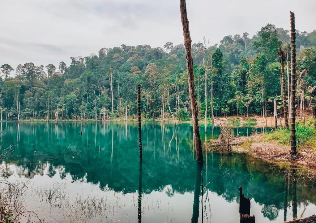 tasik sacf