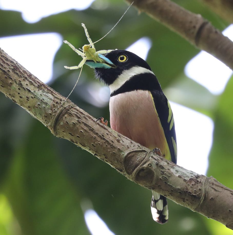 aktiviti rainforest discovery centre