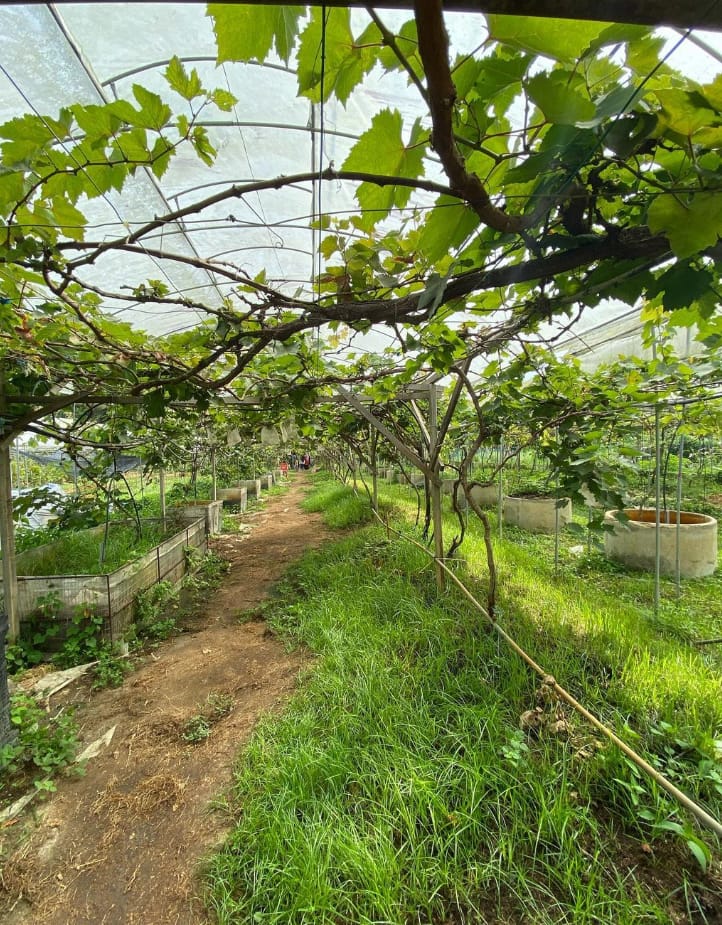 harga tiket ladang anggur saloma