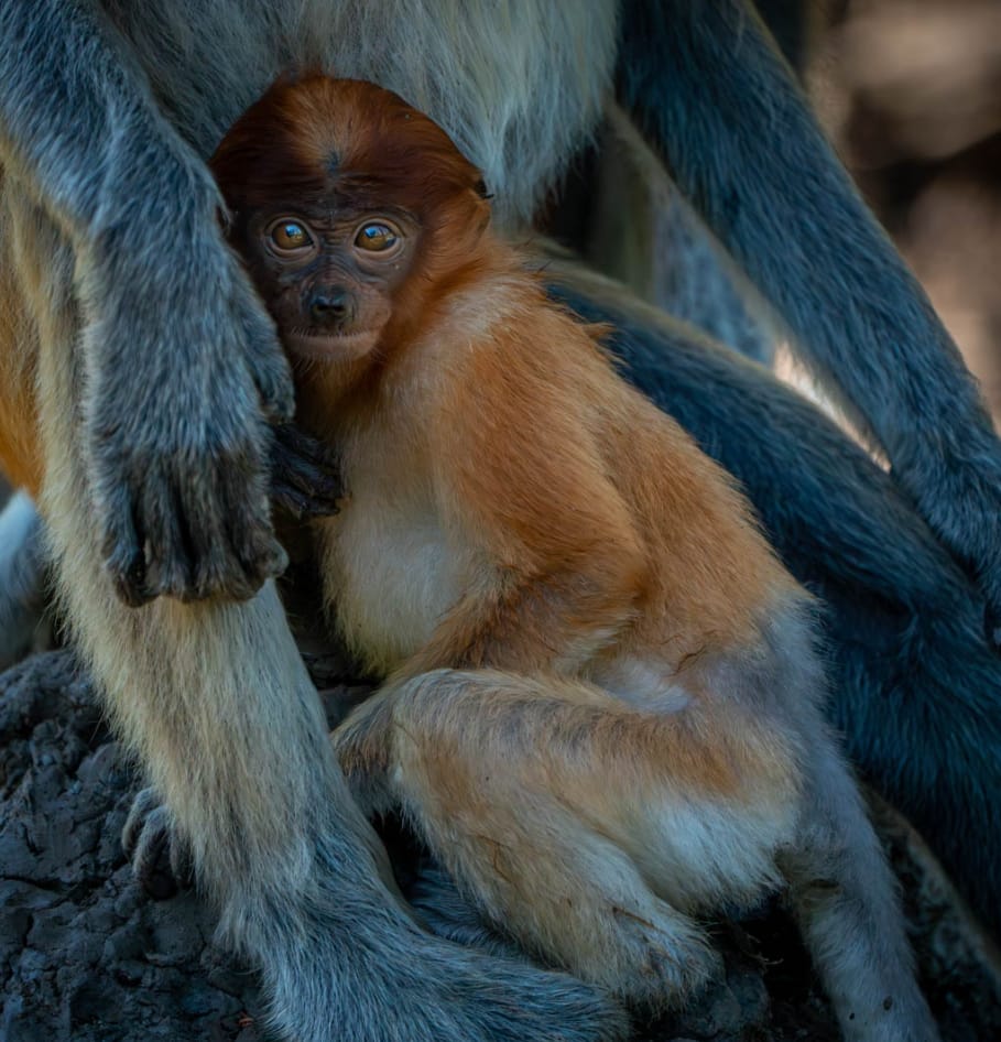 labuk bay monkey sanctuary