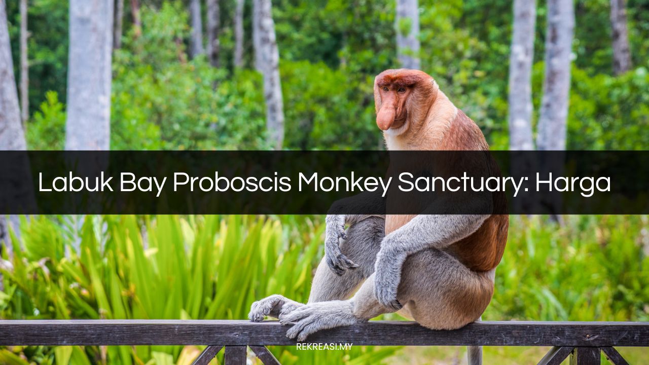 labuk bay proboscis monkey sanctuary