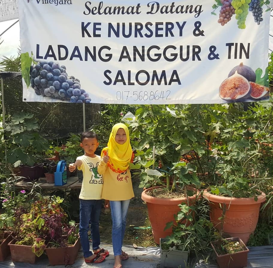ladang anggur saloma perak