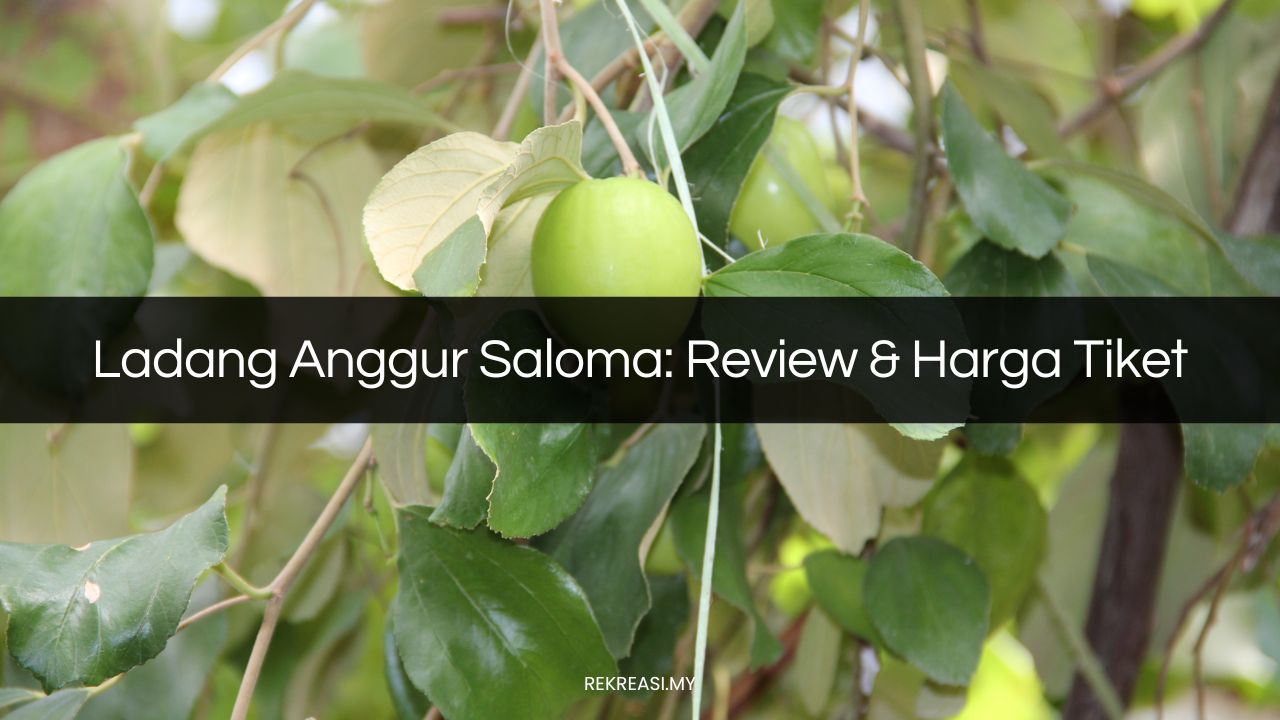 ladang anggur saloma