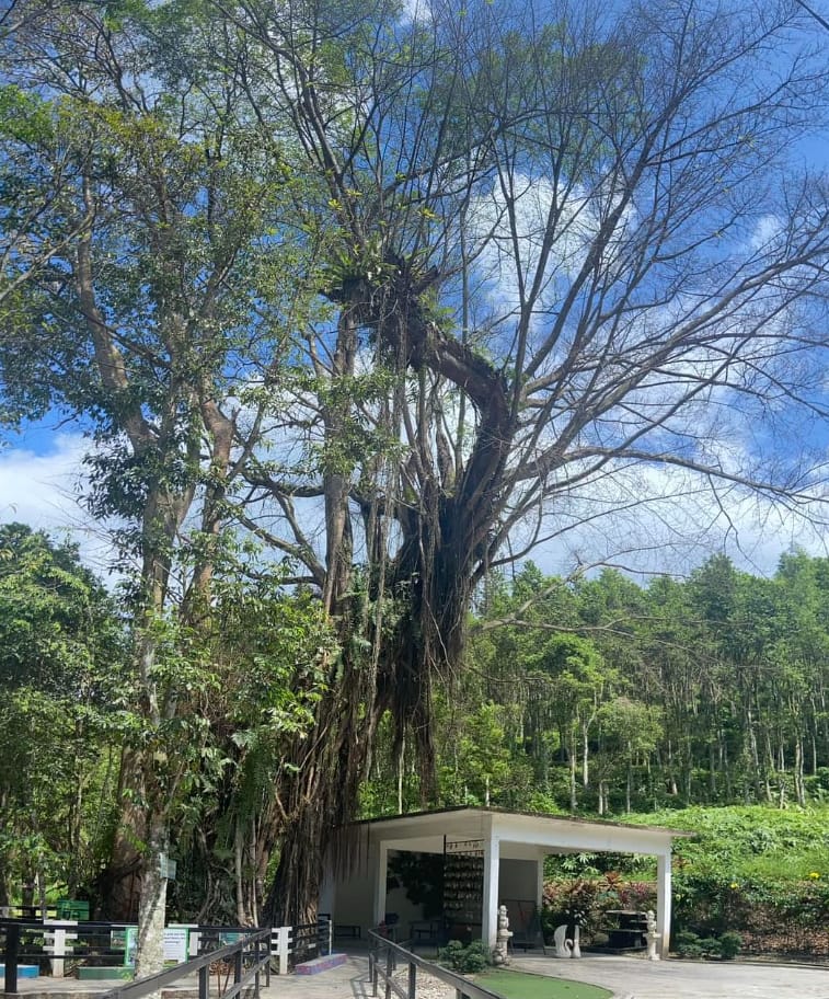 tarikan hoga gopeng